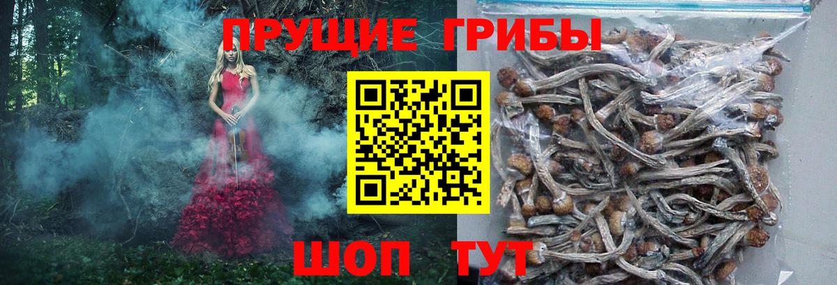 Галлюциногенные грибы Cubensis  Галлюциногенные грибы мицелий  Владикавказ  хочу наркоту  Вход с VPN 